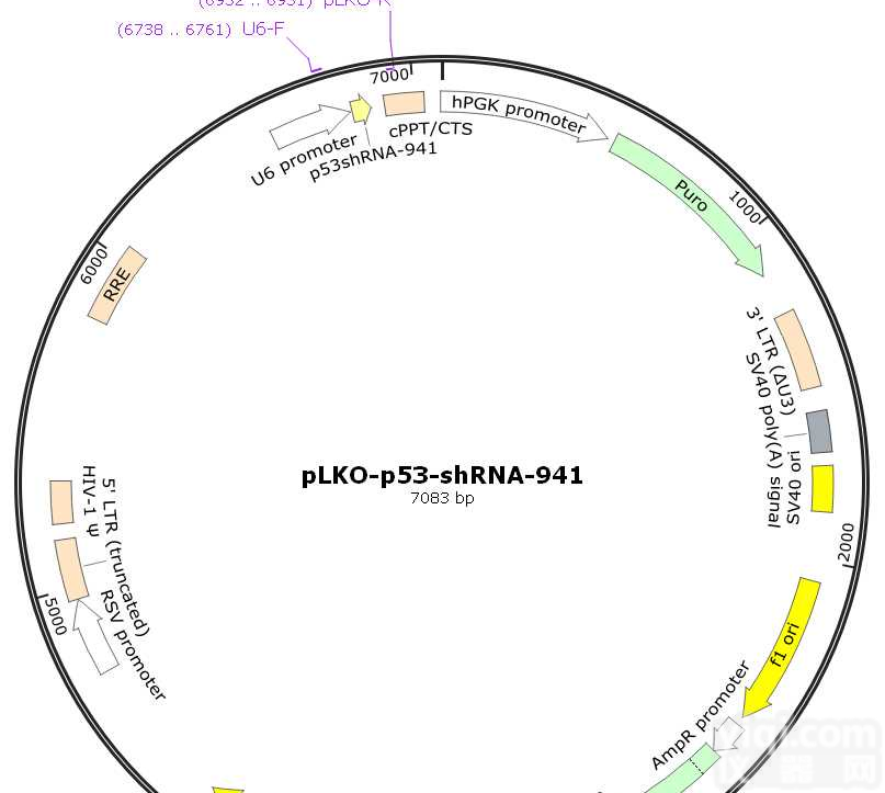 P0510/<em>pLenti</em>-<em>TagRFP</em>-uspzz-sgRNA2人源基因引导<em>质粒</em>
