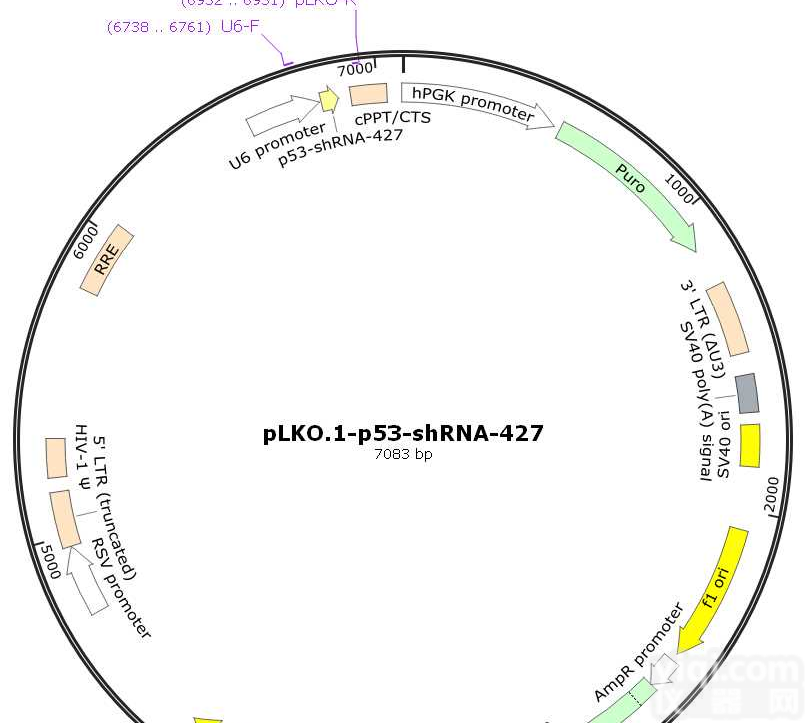 P0324/<em>pTTT</em> T<em>载体</em>制备<em>质粒</em>