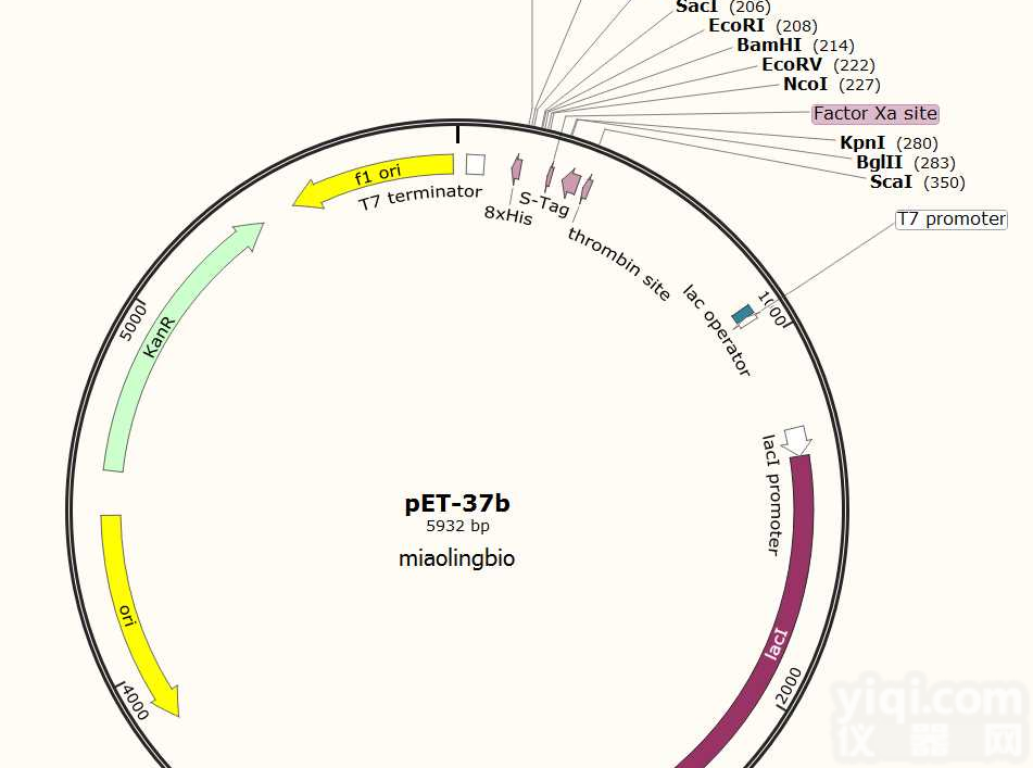 P0555/<em>pEGFP</em>-<em>Notch</em>1-<em>NICD</em>-r大鼠基因质粒
