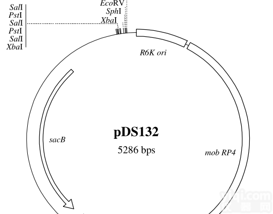 P0765/<em>pBRPyCAG</em>-Mettl3-dsRed-IRES-puro小鼠基因<em>质粒</em>