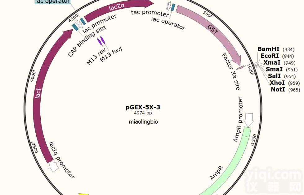 P0005/<em>pGEX-6P-1</em>大肠表达质粒
