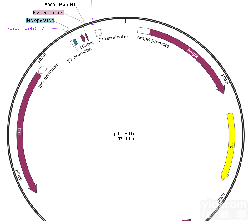 P0013/<em>pET</em>-<em>16</em>b大肠表达质粒