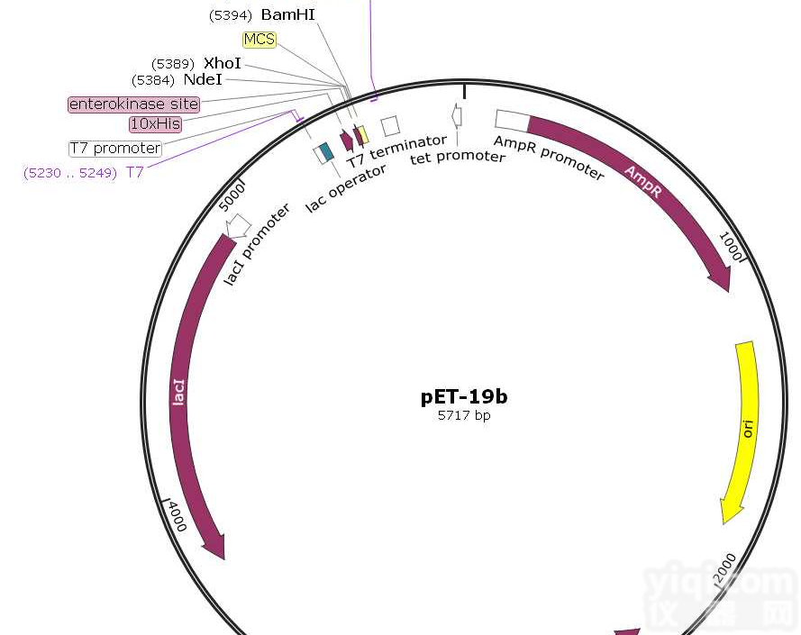 P0015/<em>pET</em>-<em>19</em>b大肠表达质粒