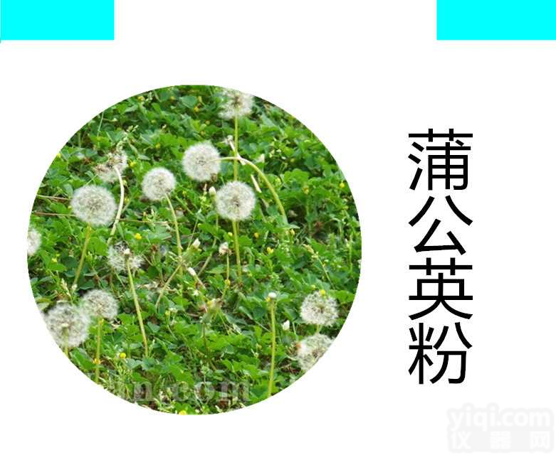 蒲公英<em>提取物</em>  蒲公英<em>浓缩粉</em> 蒲公英<em>提取物</em>粉  蒲公英速溶粉 宁陕国圣现货  药食同源 固体饮料 压片糖果代加工