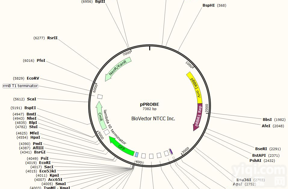 P0191/<em>FopFlash</em>哺乳报告<em>质粒</em>