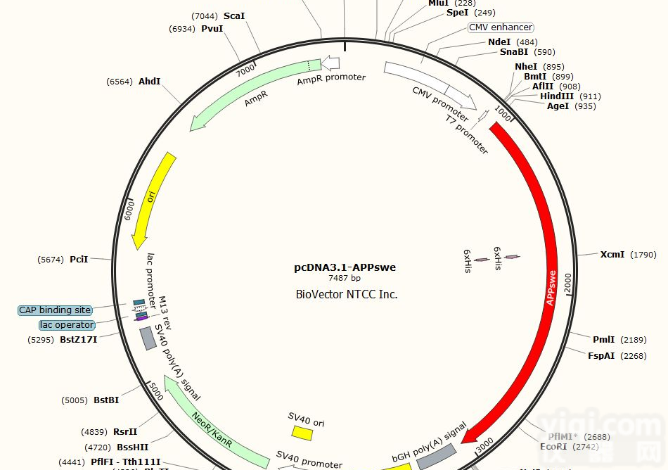 P1047/<em>pViperin</em>-Luc哺乳报告<em>质粒</em>
