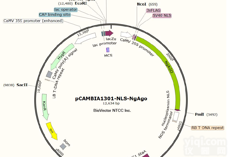 P1121/pAAVS1-NC-<em>CRISPRi</em> (Gen3) 哺乳编辑质粒