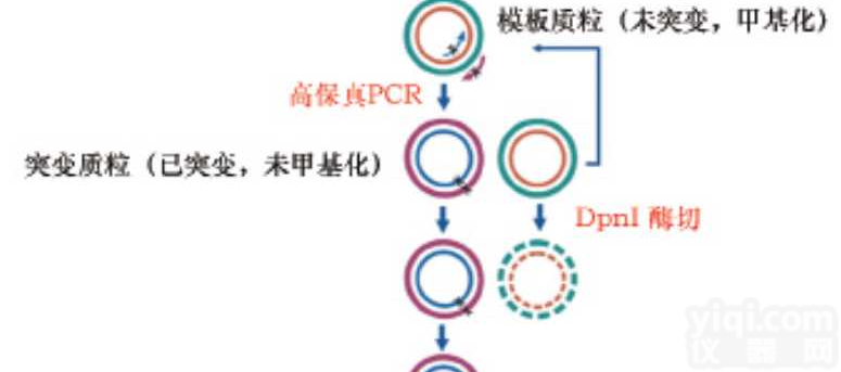 <em>一站式</em> DNA 非<em>变性</em> PAGE 电泳套装