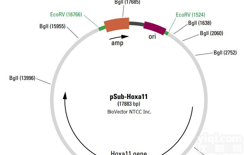 P0980/<em>pCDH</em>-<em>MSCV</em>-MCS-EF1-<em>CopGFP</em>-T2A-Puro慢病毒表达质粒