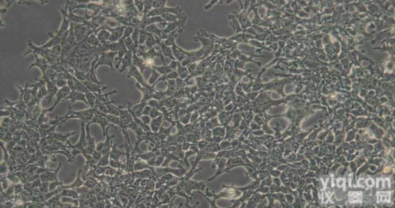 <em>AAV</em>-<em>293</em><em>细胞</em>|<em>AAV</em>-<em>293</em>人胚肾<em>细胞</em> 已通过STR鉴定