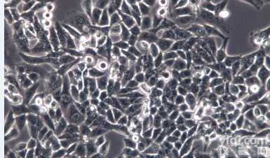 人外周血<em>树突状</em>原代<em>细胞</em>(DC原代<em>细胞</em>)