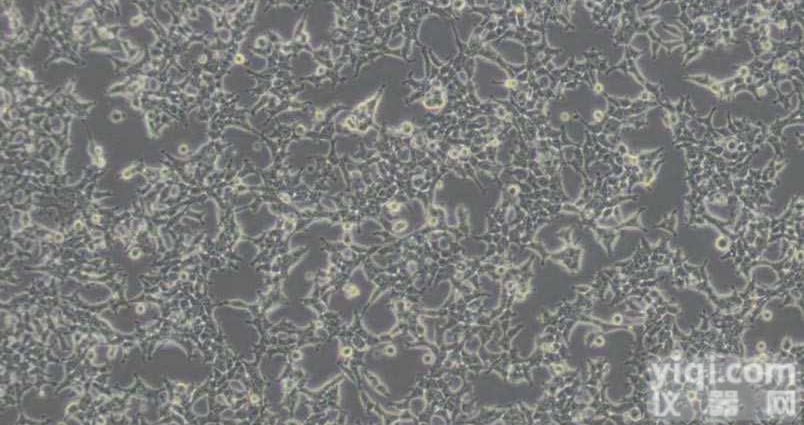 3T3-L1小鼠胚胎成纤维<em>细胞</em>|3T3-L1<em>细胞</em> <em>已通过</em>STR鉴定