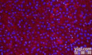 人<em>前列腺</em><em>平滑肌</em>细胞