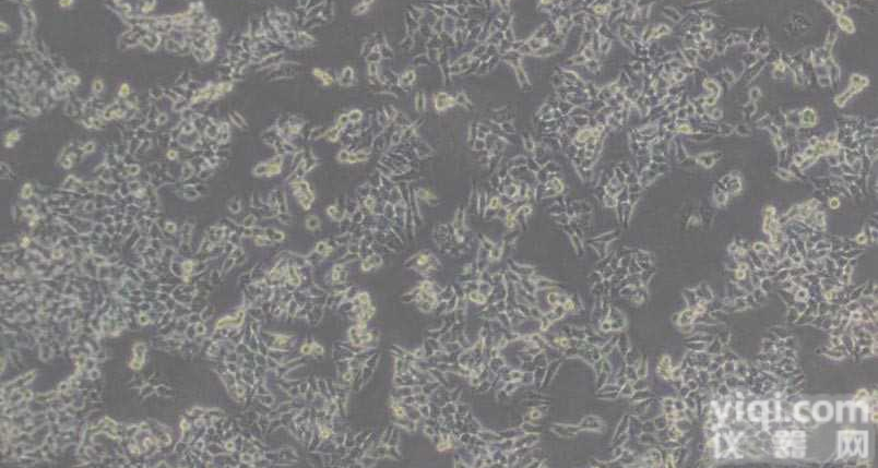 HCT116人结肠<em>癌细胞</em>|HCT116细胞 含STR<em>鉴定</em>