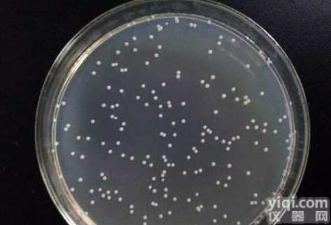 小鼠<em>前列腺</em><em>平滑肌</em>细胞