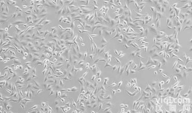 ATDC5<em>小鼠</em>成<em>软骨</em>细胞