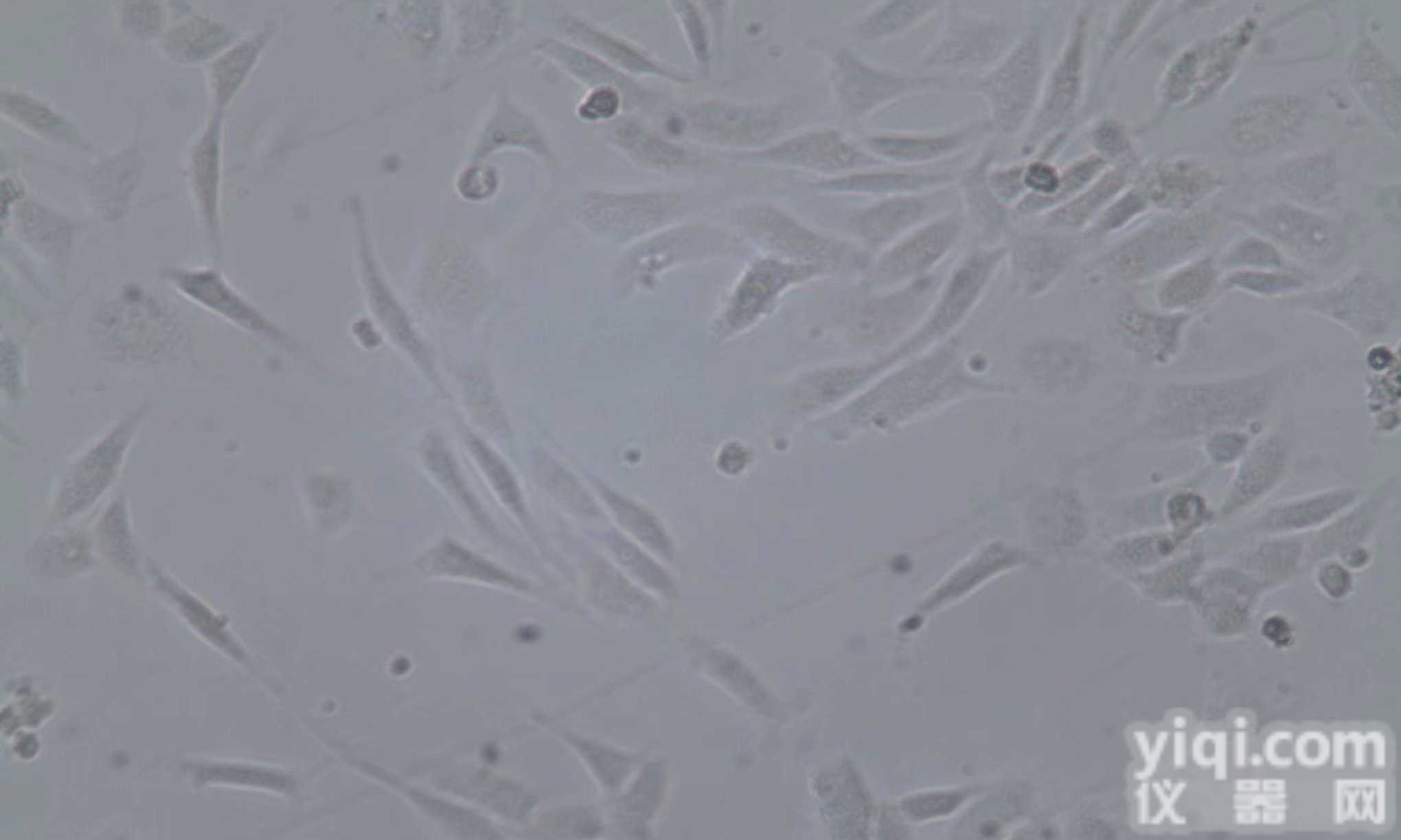 786-O [786-0]人肾透明细胞腺<em>癌细胞</em> 含STR<em>鉴定</em>