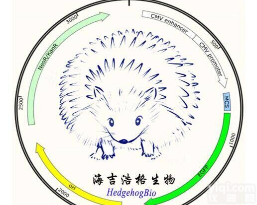 pCas pTargetF <em>质粒</em> 大肠杆菌CRISPR Cas9编辑<em>质粒</em><em>载体</em>套装 q/微信1822235623