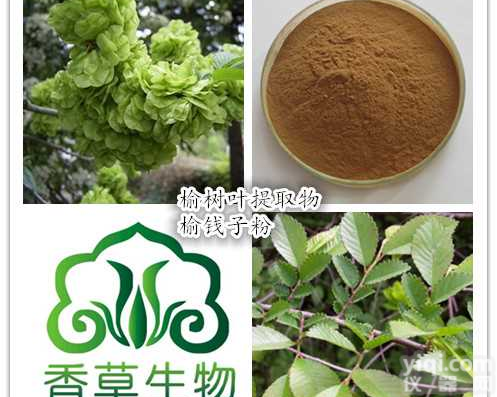 榆树叶提取物20:1  厂家供应榆钱粉 <em>浓缩液</em> 榆树皮流<em>浸膏</em>价格