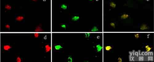<em>免疫荧光实验</em>