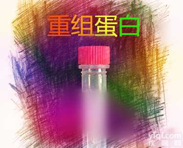 <em>重组</em>人GLUL蛋白 Recombinant Human Glutamine synthetase/GLUL/GLN