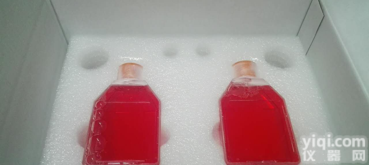 人甲状<em>腺癌</em>乳头状<em>细胞</em>/STR<em>鉴定</em>/赛百慷（iCell）