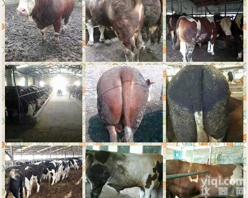 西门塔尔牛<em>饲料</em>多少钱一吨 肉牛<em>饲料</em>配制及<em>配方</em>