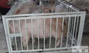 3吨动物称重称器 <em>养殖场</em>动物<em>围栏</em>称