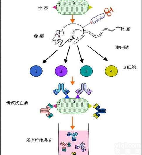 <em>多克隆抗体定制</em>