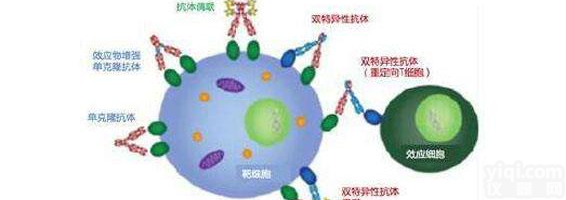 <em>抗体药物</em>定制开发
