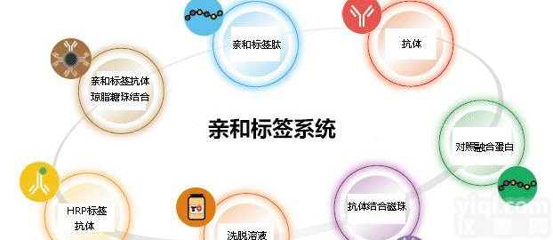 cDNA-<em>抗体</em>（ProteinA <em>纯化</em>）