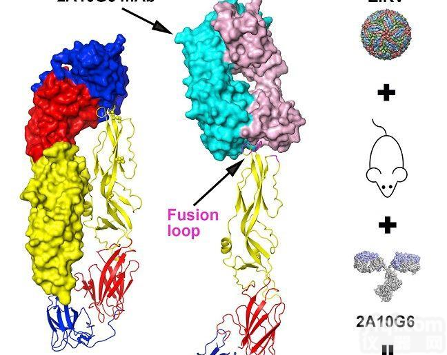 表达质粒-<em>抗体</em>（ProteinA <em>纯化</em>）