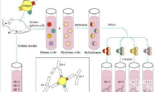 表达<em>质粒</em> -<em>抗体</em>（抗原亲和纯化）