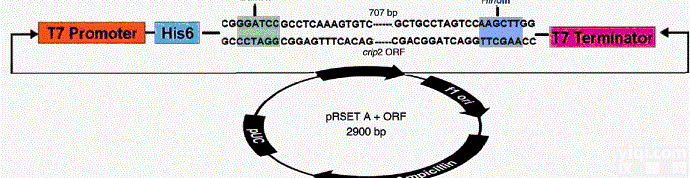 DNA -<em>抗体</em>（ProteinA <em>纯化</em>）