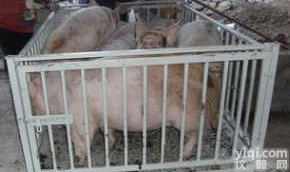 秤牛秤专属<em>订制</em>   养殖场<em>称重</em>秤批发