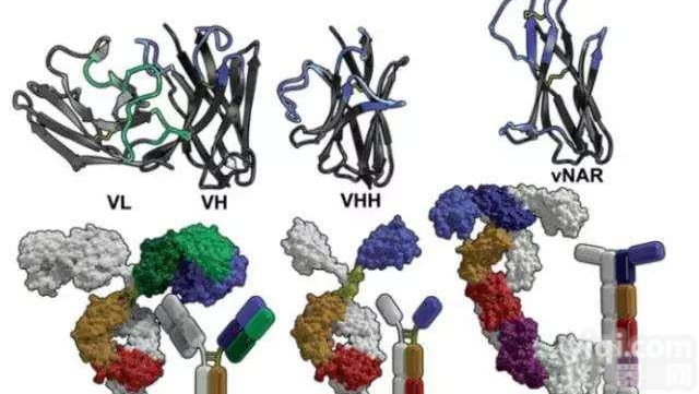 抗独特型<em>抗体</em>（ADA)（兔多<em>克隆</em><em>抗体</em>）
