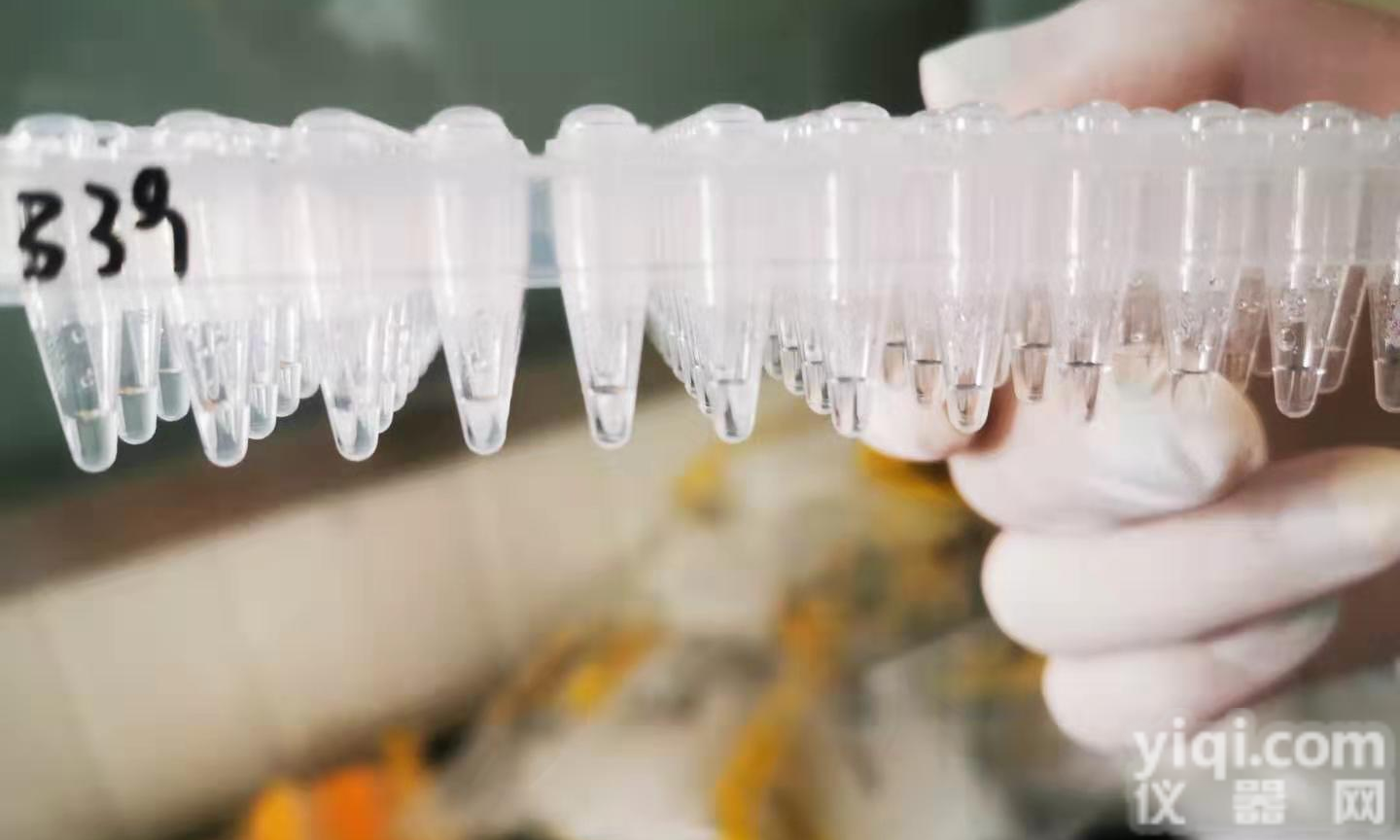 非洲<em>猪瘟</em>疫<em>疫苗</em>  探针试剂  MGB探针 #企业新闻资讯联系：张经理1 5 9 0 0 4 5 0 7 1 0,