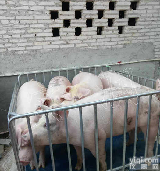 采购批发养殖<em>牲畜</em>秤 <em>围栏</em>秤 称活猪电子磅秤