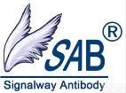 SAB，RFP <em>Mouse</em> <em>Polyclonal</em> <em>Antibody</em>
