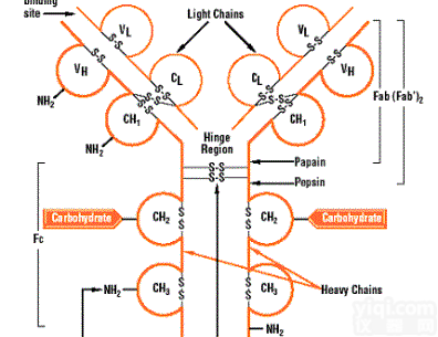 抗独特型<em>抗体</em>（ADA)（鼠<em>单克隆</em><em>抗体</em>）