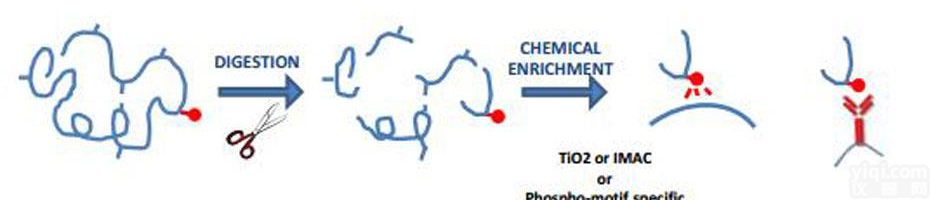 原核蛋白<em>表达</em>与<em>纯化</em>