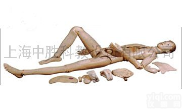 <em>组合式</em><em>护理</em>人<em>模型</em>-高级<em>组合式</em>基础<em>护理</em>人训练<em>模型</em>上海中胜科教