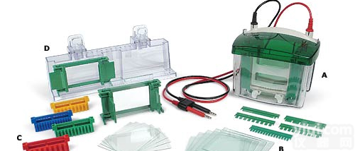 Mini-PROTEAN <em>Tetra</em> Electrophoresis <em>System</em> 伯乐小型垂直电泳