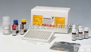 人<em>网膜</em>素<em>试剂盒</em>