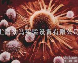 人<em>横纹</em><em>癌细胞</em>