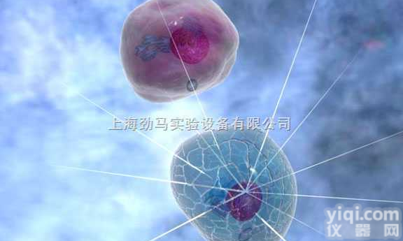 人髓性<em>白血病</em><em>细胞系</em>（早幼粒<em>白血病</em>）