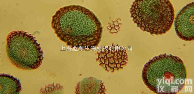 人肺<em>腺癌</em><em>紫杉醇</em><em>耐药</em>株