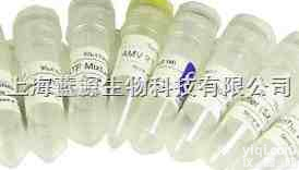 Anti-RSK3/Ribosomal S6 kinase 3,<em>核糖体蛋白S6激酶家族RSK3抗体</em>