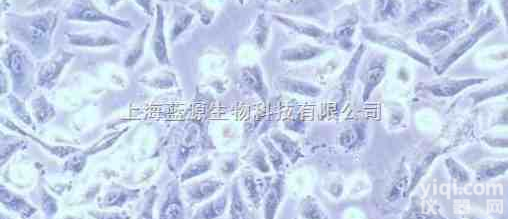 TE 115.T人<em>软组织</em><em>纤维瘤</em><em>细胞</em>
