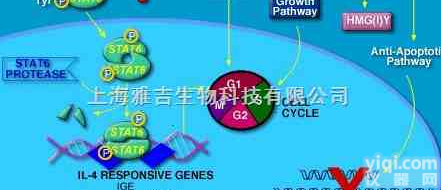 <em>Recombinant</em> <em>Human</em> <em>Thrombopoietin</em>（TPO）